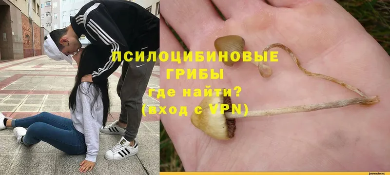 kraken маркетплейс  Малая Вишера  Галлюциногенные грибы Psilocybe  где купить  